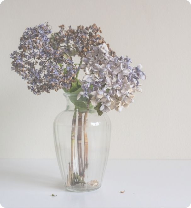 Dried hydrangeas in a glass vase