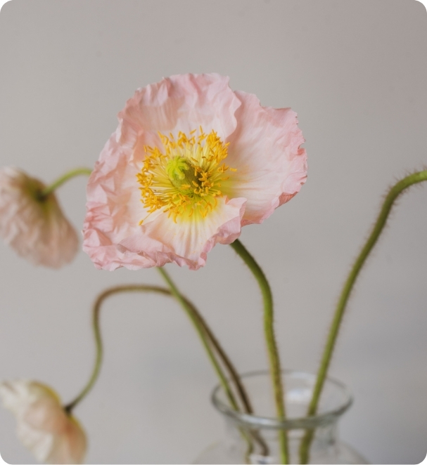 Pink poppy flower in a glass vase